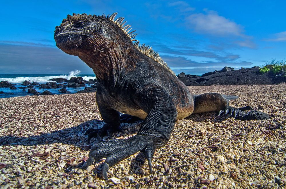 Galapagos National Park (Official GANP Park Page)